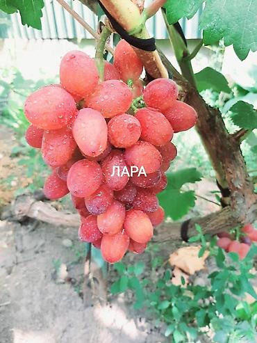 Виноград: НОВИНКИ СЕЛЕКЦИИ ВИНОГРАДА ПРЕМИАЛЬНОГО УРОВНЯ ! ДОМАШНИЙ СЛАДКИЙ — 20