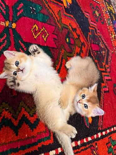 ağ pişik adları: Erkək, Dişi — 9