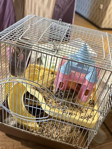malta bolonka: 3 eded hamster qefes ve apilkasi ile birlikde verirem 2 eded bala — 2