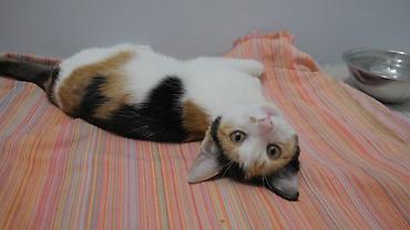 цветы и котика: Кошка даром: Беспородная, 4 месяца, Девочка — 5