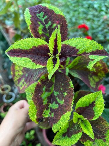 Другие виды семян и саженцев: Колеусы есть в стаканчиках и большие — 18