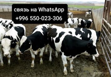 продажа щенков немецкой овчарки с документами в бишкеке: Сатам | Музоо, Бука (эркек), Уй (ургаачы)