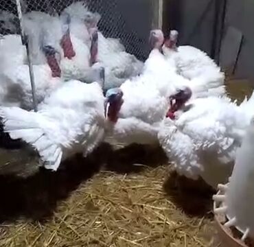 Hinduşka: Erkək, Kanada, Holland, Amerika, Damazlıq, Pulsuz çatdırılma — 1