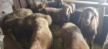 мопс щенок: Продаю | Баран (самец) | Арашан | Для разведения | Ярка