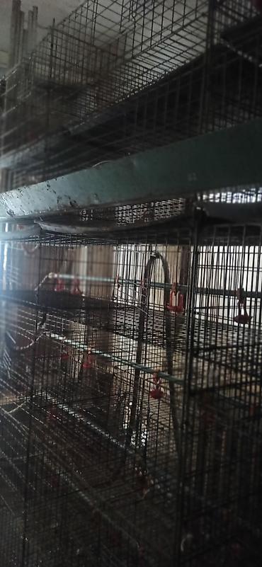 Товары и оборудование для с/х животных: Клеточные батареи для содержания птицы (кур-несушек/перепелов) — 9