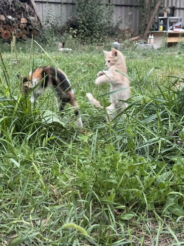 Продажа кошек: Очаровательный котенок с мягкой шерстью и любознательным взглядом — 9