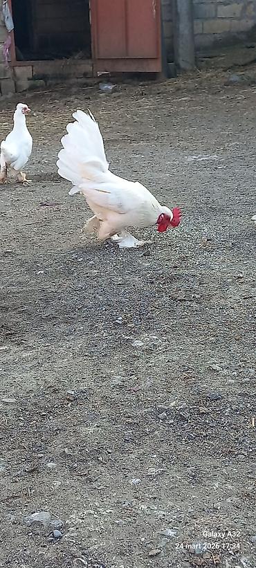 Toyuqlar: Toyuq, Damazlıq — 4