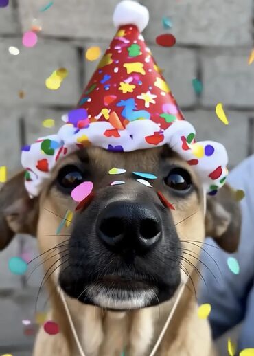 Отдам даром собаку: Собака даром: Дворняжка, 4 месяца, Самка, С прививкой — 1