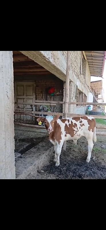 Dana, buzov: Satılır: 3 baş cins buzov - Növ: ətlik-südlük istiqamətli simmental -da lalafo.az — 4 Dana, buzov: Satılır: 3 baş cins buzov - Növ: ətlik-südlük istiqamətli simmental — 4