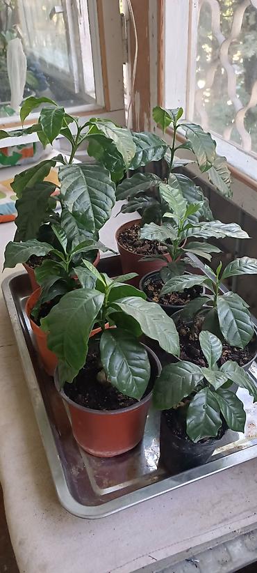 кофейное дерево: Кофейное дерево (Coffea arabica)Нана, карликовый — комнатные саженцы в — 2
