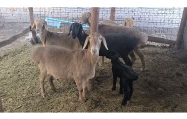 куплю свиней живым весом срочно: Продаю | Овца (самка) | Арашан | Для разведения | Котные