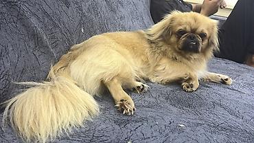 itler bala: Pekines, 7 ay, Erkək — 3