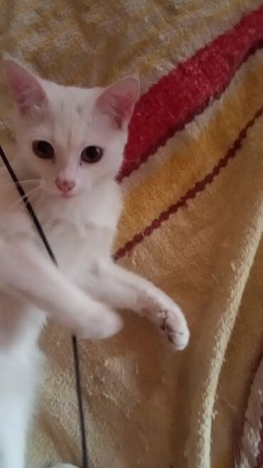 котят в добрые руки: Кошка даром: Беспородная, 6 месяцев, Девочка, Приучена к лотку