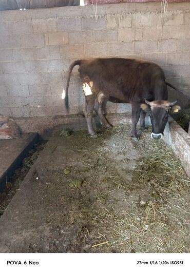 гидропонный корм: Продаю | Корова (самка) | Полукровка | Для молока | Привязанные