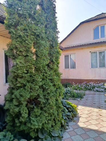 Декоративные деревья: Ели голубые (Иссык-Кульские) и туя западная для озеленения участка — 3