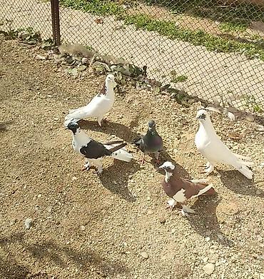 goyercin sekilleri: Məqsədli quşsevərlər üçün müxtəlif rəng və növdə ev göyərçinləri — 1