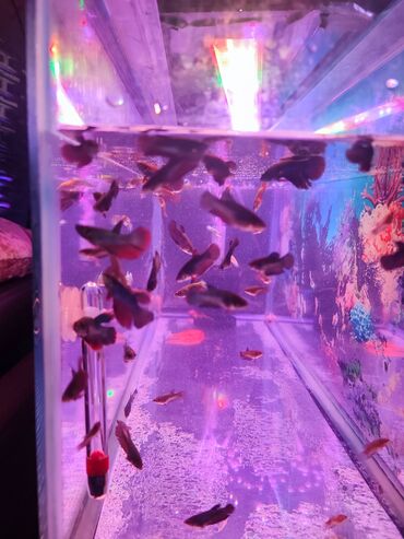 akvarium qiymətləri: Betta baliqari 5 azn ( disi ve erkekler) Toptan goturende asagi