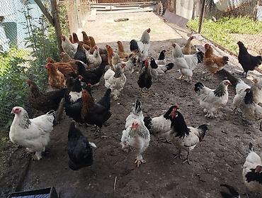 Куры, петухи: Продаю | Куры | Полубрама, Домашняя | Несушки — 1