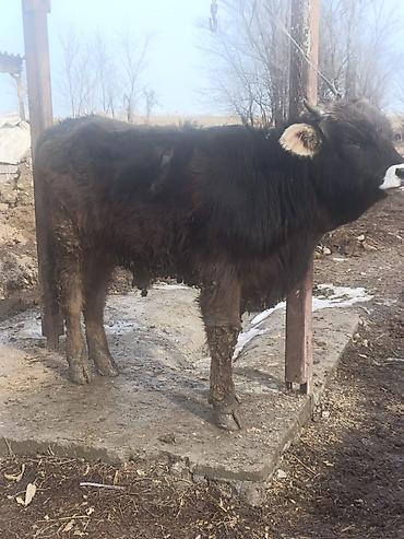 Коровы, быки: Продаю | Бык (самец) | На откорм — 11