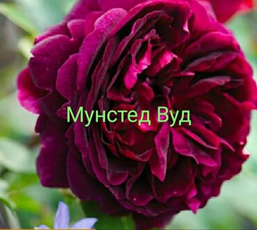 Nasoslar və hidroforlar: Сортовая роза