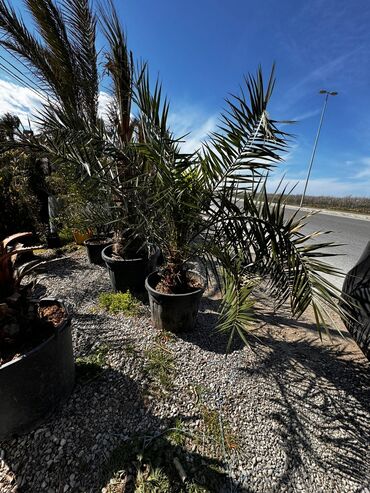 Ağaclar: Finkler satilir — 5