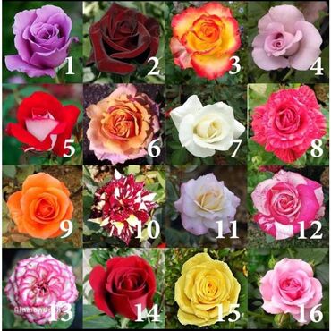 Semena i sadnice: Seme ruze
Cena 650din 10 semenki na lalafo.rs — 2 Semena i sadnice: Seme ruze
Cena 650din 10 semenki — 2