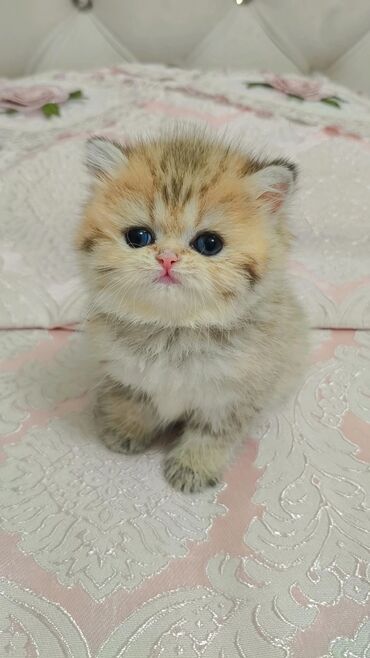 сколько стоит немецкая овчарка: К предварительному резервному бронированию выставляется чистокровная