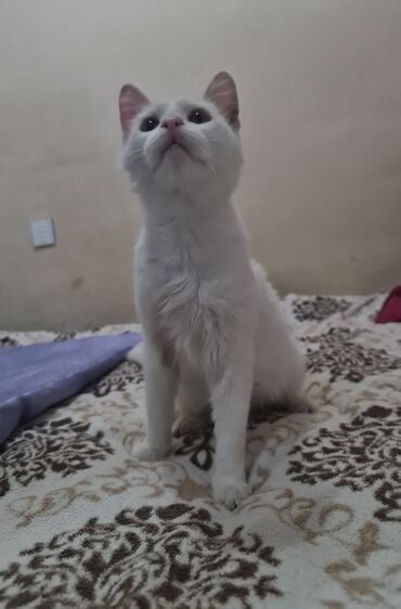 ağ afcarka: Yaxşı əllərə