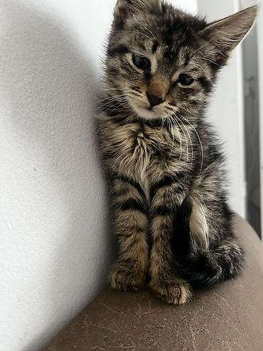 scotish fold: Кошка даром: Беспородная, 1 месяц, Девочка, Приучена к лотку — 2