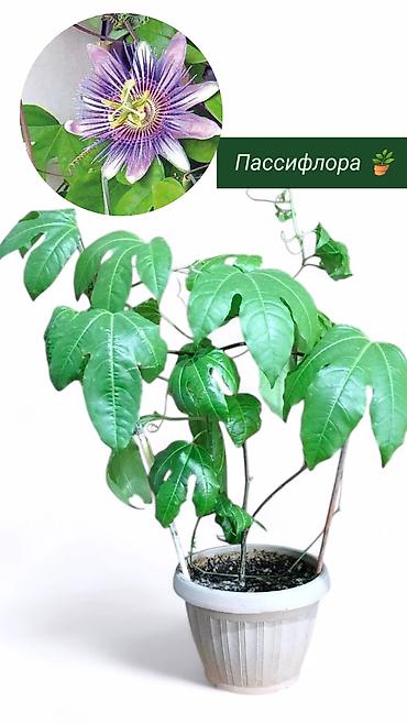 Хлорофитумы: Распродажа 🔥 Продаю комнатные растения 🪴. Пассифлора кализия розовая — 11