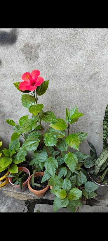 Buket güllər: Qırmızı hibiskus (Çin qülü) saksı bitkisi - Canlı, iri qırmızı