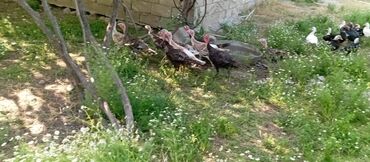 bulbul quşu: Təcili satılır.19 quş.Yerli sortu