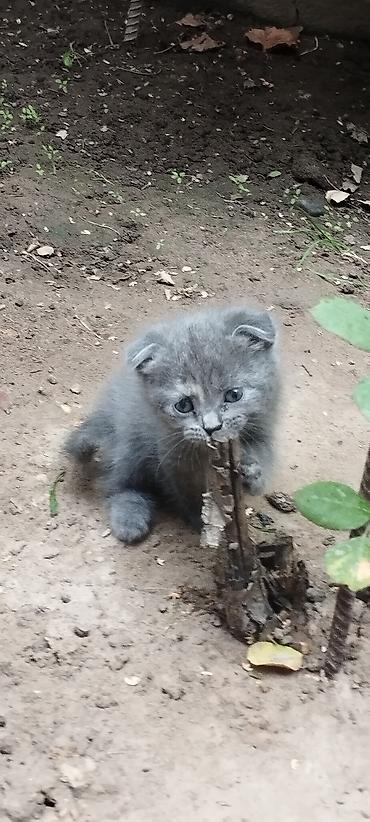 котенок скотиш фолд: Котята с загнутыми ушками (тип «скоттиш-фолд» по внешности). Окрас: - — 6