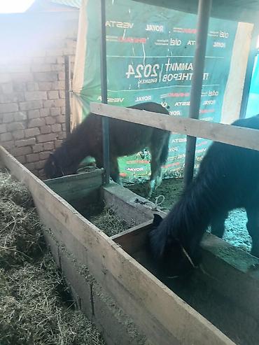 Лошади, кони: Продаю | Жеребенок | Для разведения — 11