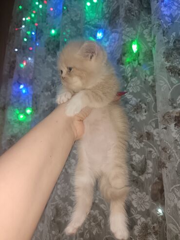 Pişiklər: Britan — 7