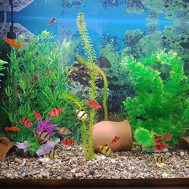 ucuz akvarium baliqlari: Salam.17,edet,barbus iri olculu,yetisgin baliqlardir,qiymet hamisina — 3
