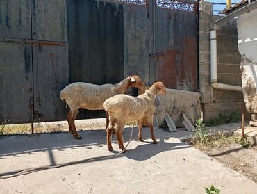 бараны забой: Продаю | Овца (самка) | На забой, Для разведения