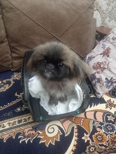 İtlər: Pekines, 2 il, Dişi, Peyvəndli, Ünvandan götürmə, Ödənişli çatdırılma — 11