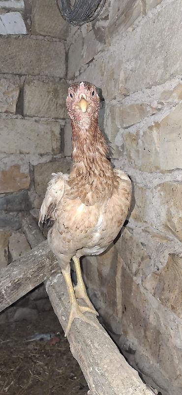 Toyuqlar: Toyuq, Damazlıq — 1