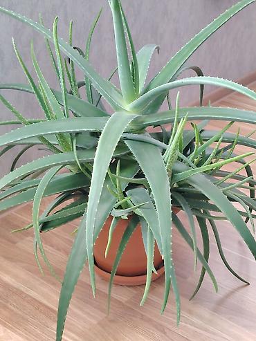 xolikan bitkisi: Aloe vera saksı bitkisi - Növ: Aloe vera (sukkulent) - Qabı — 1
