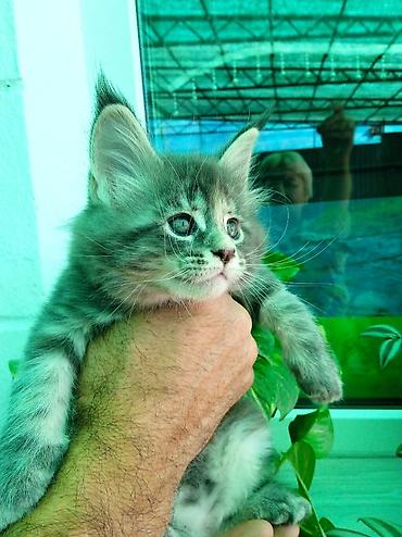 рыжий кот: Шикарные котята мейкуны, окрасы голубого мрамора, черный мрамор — 9