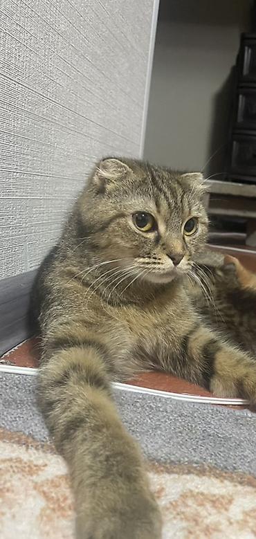 сфинкс купить: Шотландская вислоухая кошка (Scottish Fold) - Окрас: коричневый табби — 2