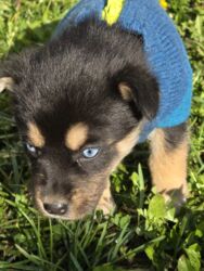 Psi: POKLANJAM štence mesanci haskija i ptičara,očišćeni od — 13