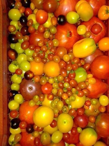 Povrće, voće: Seme domaćih sorti paradajza Opis: - Raznovrsne stare i egzotične — 7