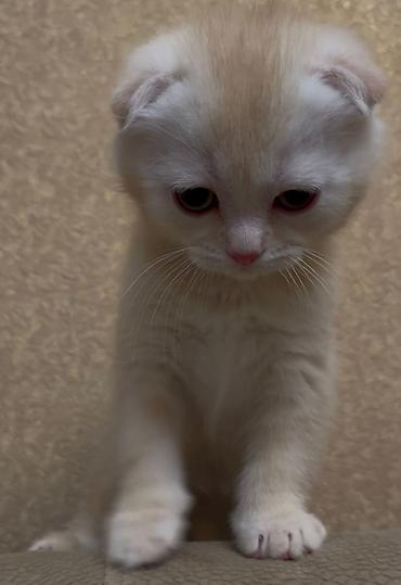 Pişiklər: Şotland yastı qulaq, Erkək, Dişi, Yaxşı əllərə, Ünvandan götürmə, Ödənişli çatdırılma, Pulsuz çatdırılma — 1