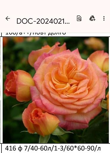 Садовые цветы и кустарники: Корни роз - Крупноцветковая чайно-гибридная роза с — 11