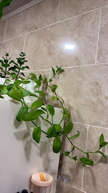 ciledagi bitkisi: Asqılı, sürünən otaq bitkisi – Tradescantia (göyçəçəyi) şlamı ilə — 1