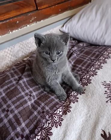 Pişiklər: Rus mavi, Dişi — 8