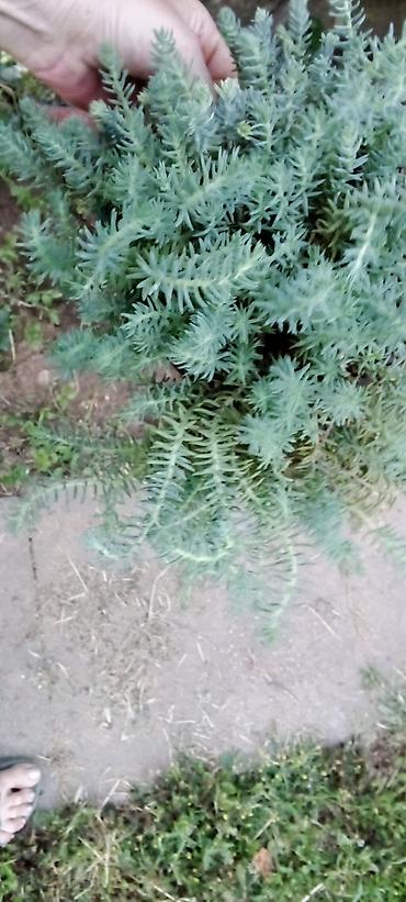 seme jagode: Sedum rupestre ‘Angelina’ – puzava sukulentna perena - Brzorastuća — 2