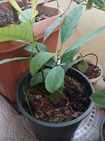 evkalipt bitkisi: Avokado fidanı – qara plastik qabda - Növ: Persea americana — 1